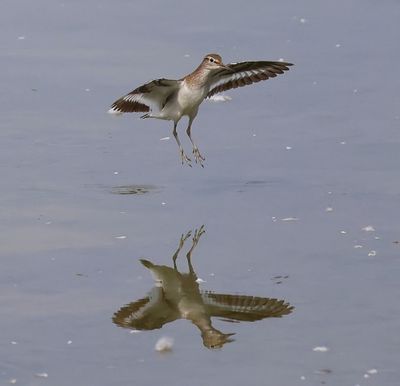 Oeverloper - Common Sandpiper