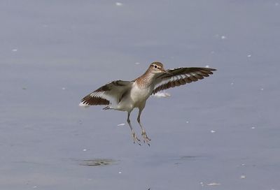 Oeverloper - Common Sandpiper