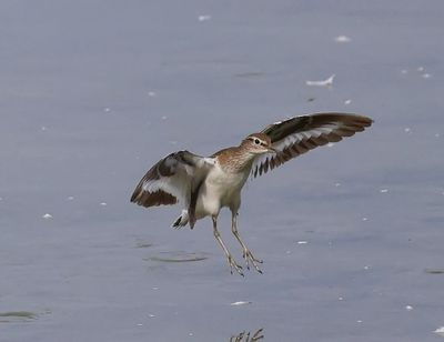 Oeverloper - Common Sandpiper