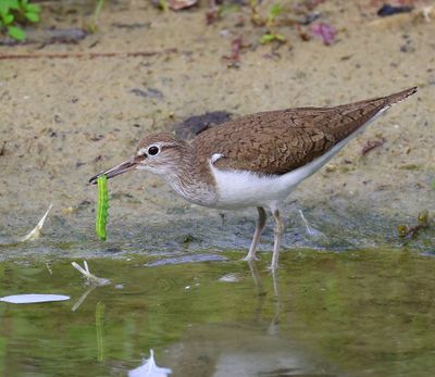 Oeverloper - Common Sandpiper
