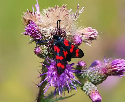 Sint-jansvlinder - Six-spot Brunet
