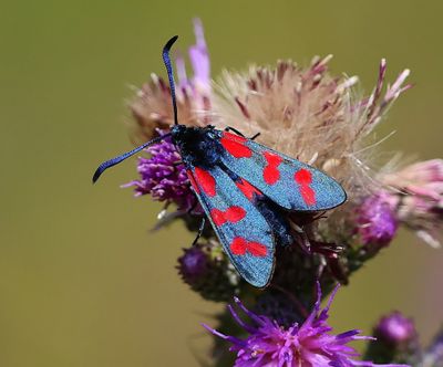Sint-jansvlinder - Six-spot Brunet