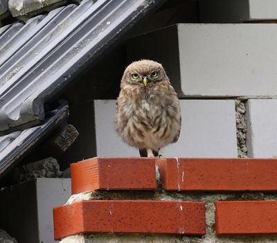 Steenuil - Little Owl