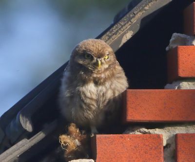 Steenuil - Little Owl