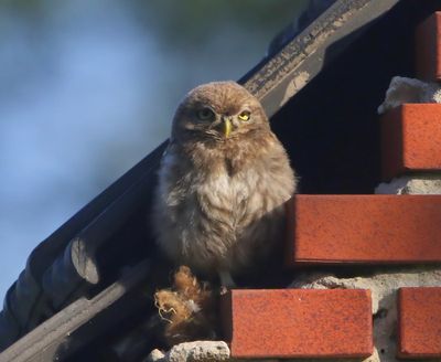 Steenuil - Little Owl