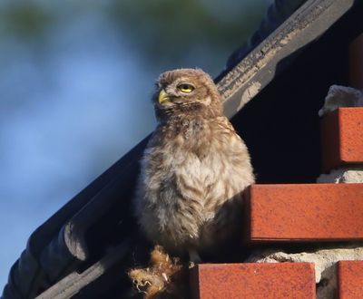 Steenuil - Little Owl