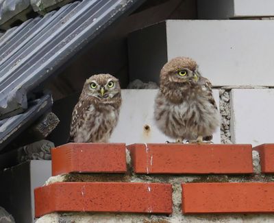Steenuilen - Little Owls