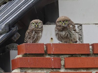 Steenuilen - Little Owls