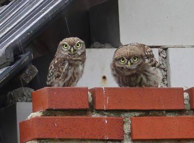 Steenuilen - Little Owls