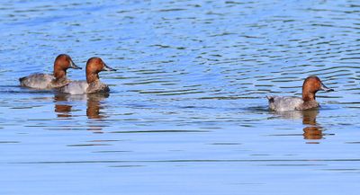 Tafeleenden - Common Pochards