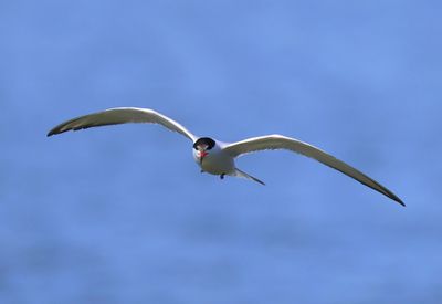 Visdief - Common Tern