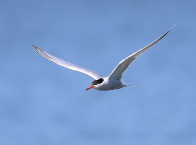 Visdief - Common Tern