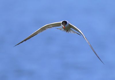 Visdief - Common Tern