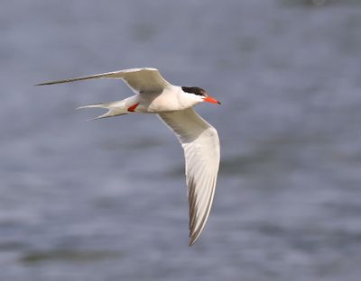 Visdief - Common Tern
