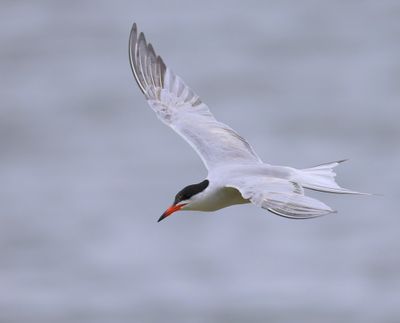 Visdief - Common Tern