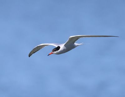Visdief - Common Tern