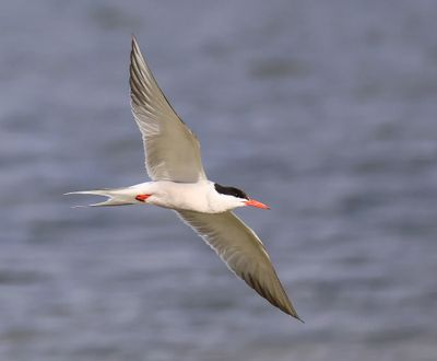 Visdief - Common Tern