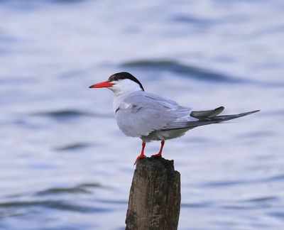 Visdief - Common Tern