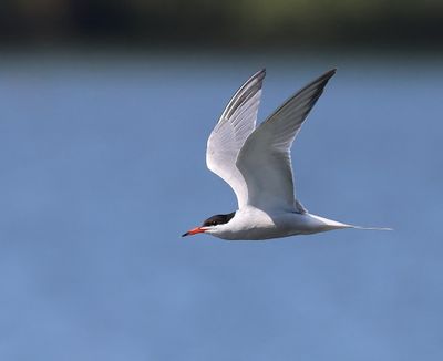 Visdief - Common Tern