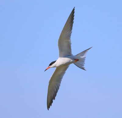 Visdief - Common Tern