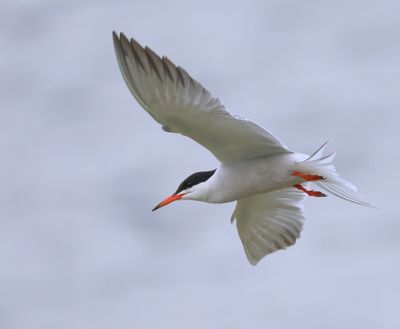 Visdief - Common Tern