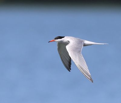 Visdief - Common Tern