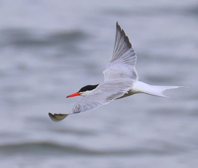 Visdief - Common Tern