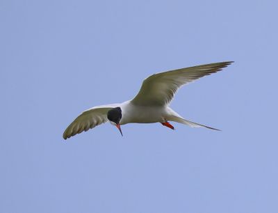 Visdief - Common Tern