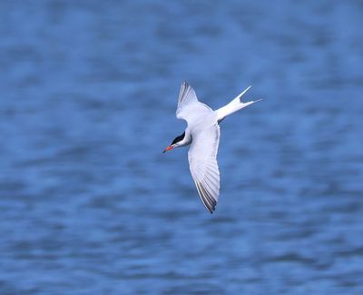 Visdief - Common Tern
