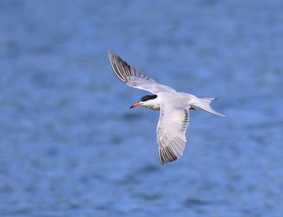 Visdief - Common Tern