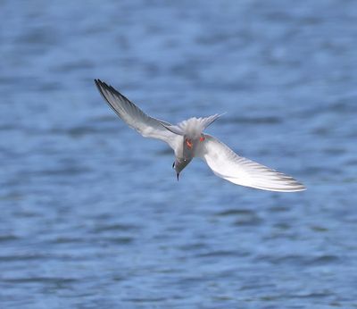 Visdief - Common Tern