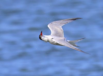 Visdief - Common Tern