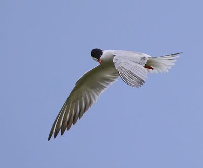 Visdief - Common Tern