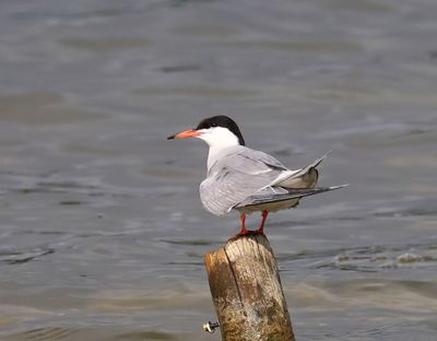 Visdief - Common Tern