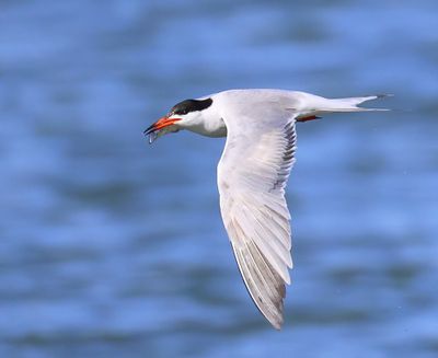 Visdief - Common Tern