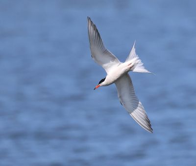 Visdief - Common Tern