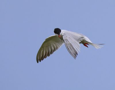 Visdief - Common Tern