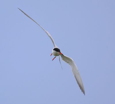 Visdief - Common Tern