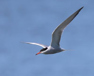 Visdief - Common Tern