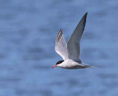 Visdief - Common Tern