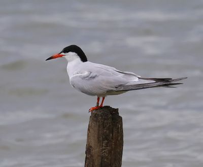 Visdief - Common Tern