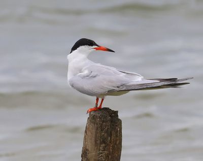 Visdief - Common Tern