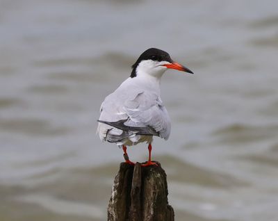 Visdief - Common Tern