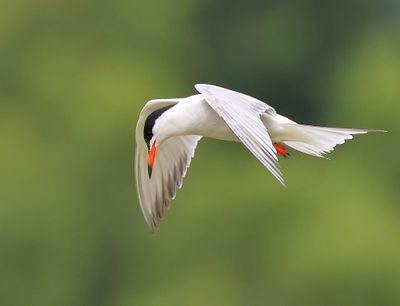 Visdief - Common Tern