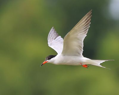 Visdief - Common Tern