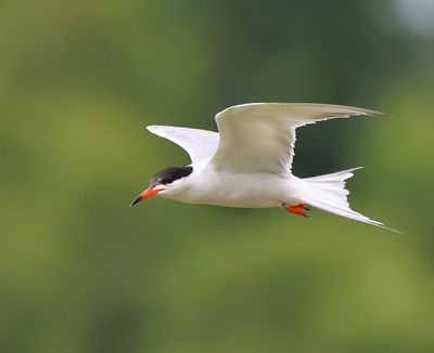Visdief - Common Tern