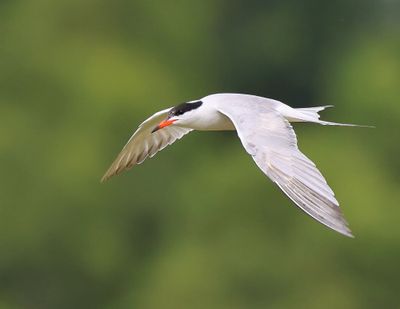 Visdief - Common Tern