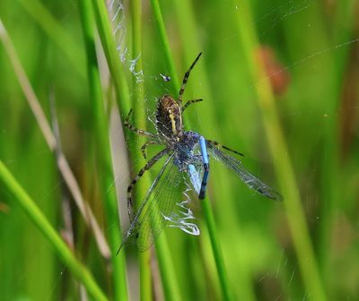 Wespspin - Wasp Spider