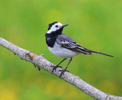 Witte Kwikstaart - White Wagtail