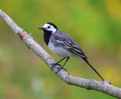 Witte Kwikstaart - White Wagtail